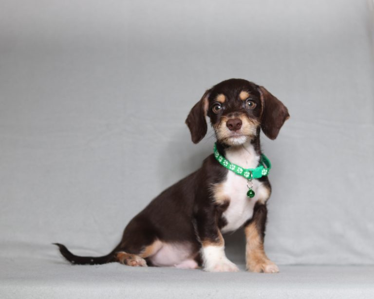 Young brown and white puppy sitting on a gray backdrop, wearing a green collar with a bell, looking at the camera.
