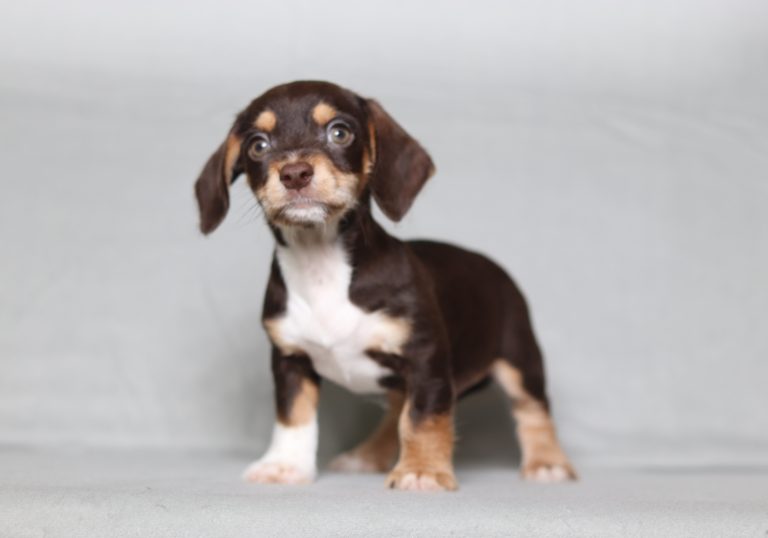 0160aaaa Galen the doxypoo-the puppy lodge