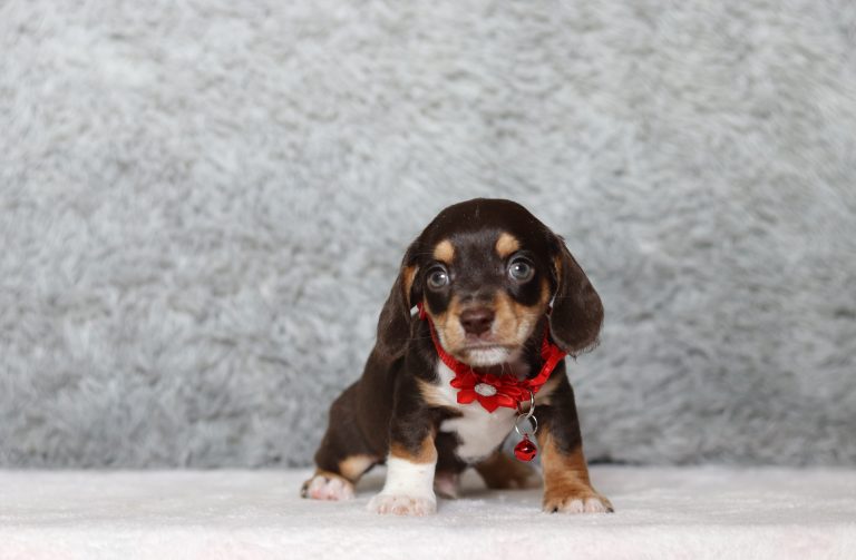 0160aa Galen the doxypoo-the puppy lodge