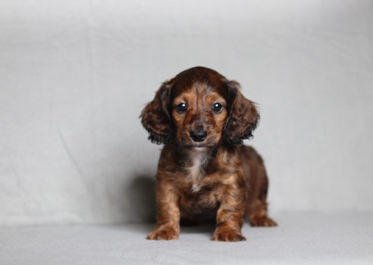 0541aa Leonard the mini dachshund-the puppy lodge