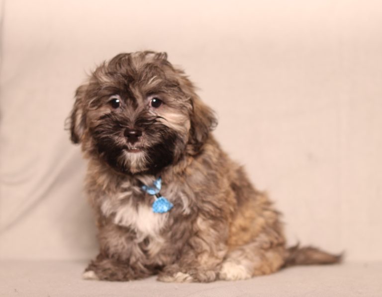 Fluffy brown puppy sitting on a beige couch, wearing a blue collar with a bone-shaped tag.