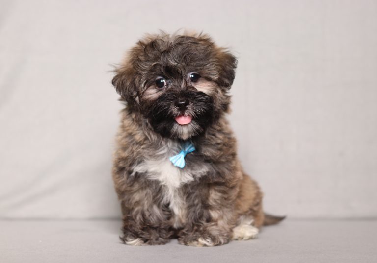 0542aa silver the teddy bear-the puppy lodge