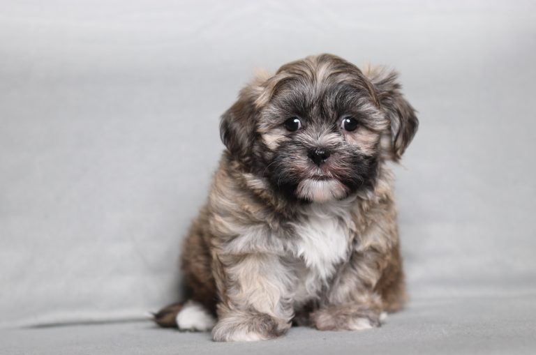 0548aaSophia the teddy bear-the puppy lodge