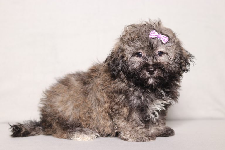 0549aaa Sariah the teddy bear-the puppy lodge