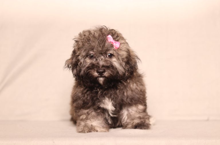 0549aaa sariah the teddy bear-the puppy lodge