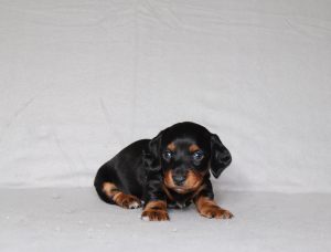 0552a Paws the mini dachshund-the puppy lodge