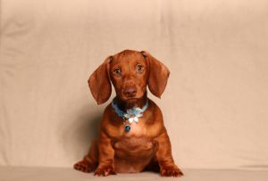 0553aaa- prinz the mini dachshund-the puppy lodge