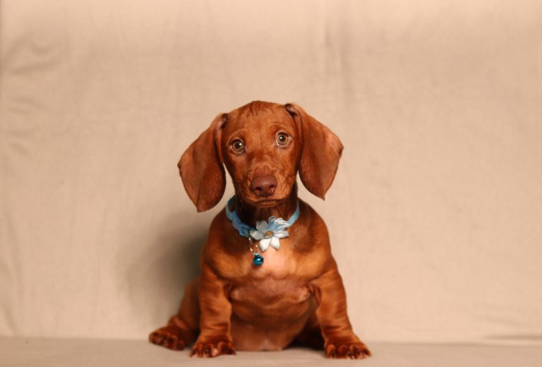 0553aaa- prinz the mini dachshund-the puppy lodge