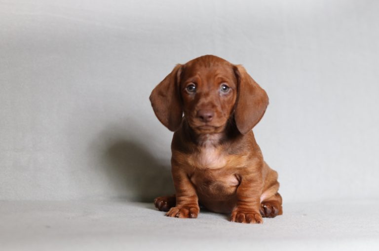 0553aaa Prinz the mini dachshund-the puppy lodge