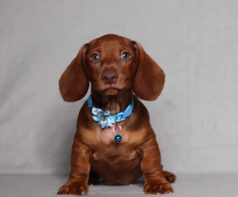0553aaa prinz the mini dachshund-the puppy lodge