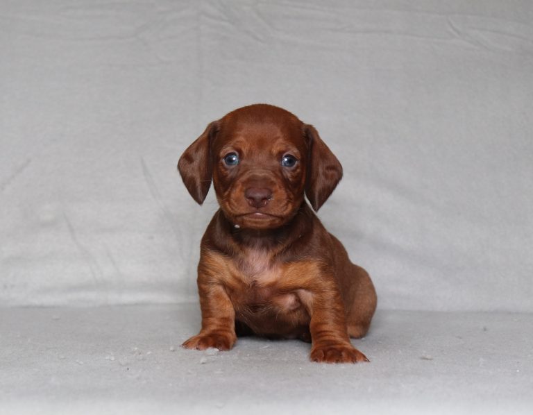 0553aaaPrinz the dachshund-the puppy lodge