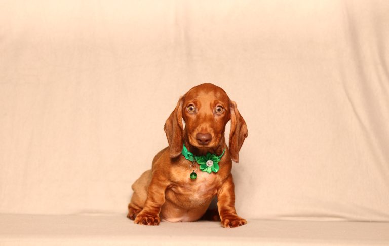 0560aaa pablo the mini dachshund-the puppy lodge