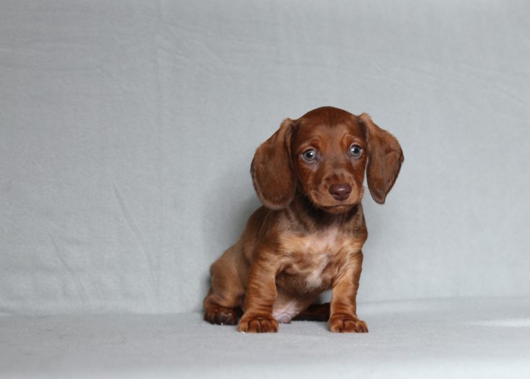 0560aaa Pablo the mini dachshund-the puppy lodge