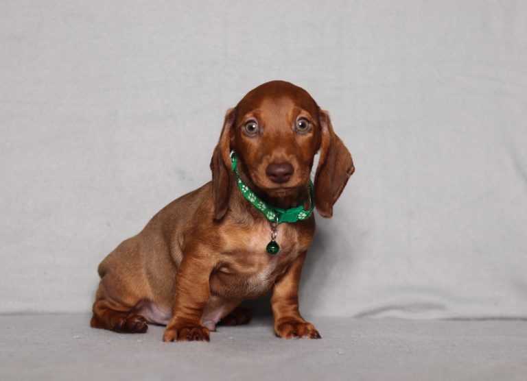 0560aaa pablo the mini dachshund-the puppy lodge