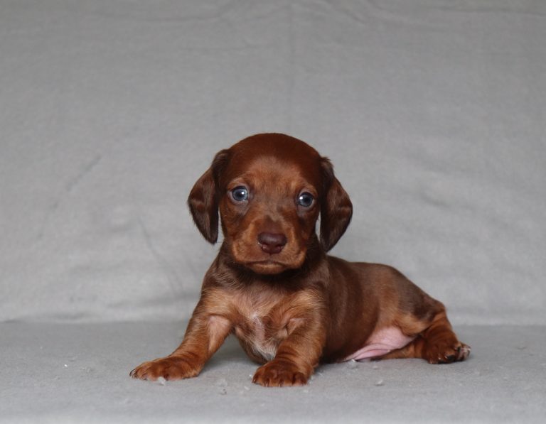 0560aaa Pablo the dachshund-the puppy lodge