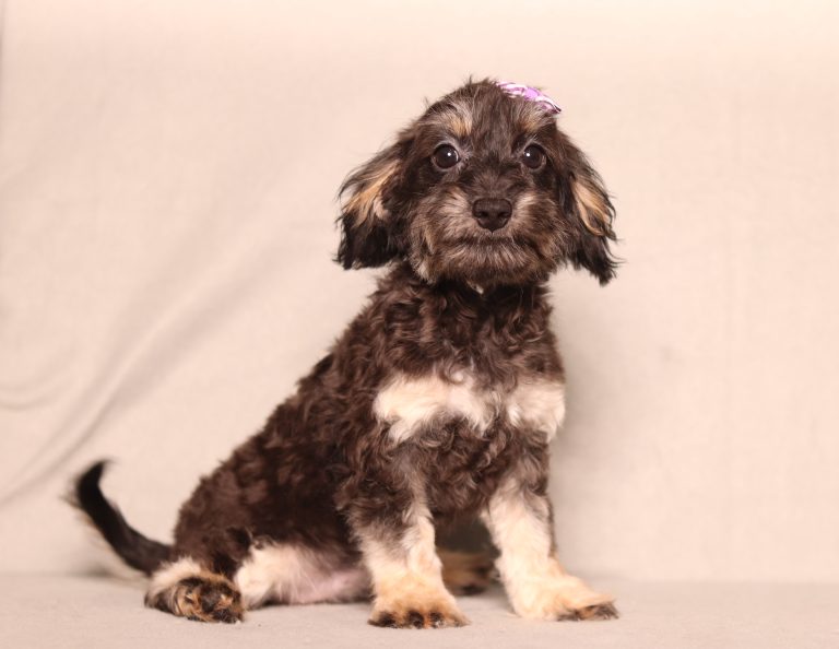 0676aaa reese the doxypoo-the puppy lodge