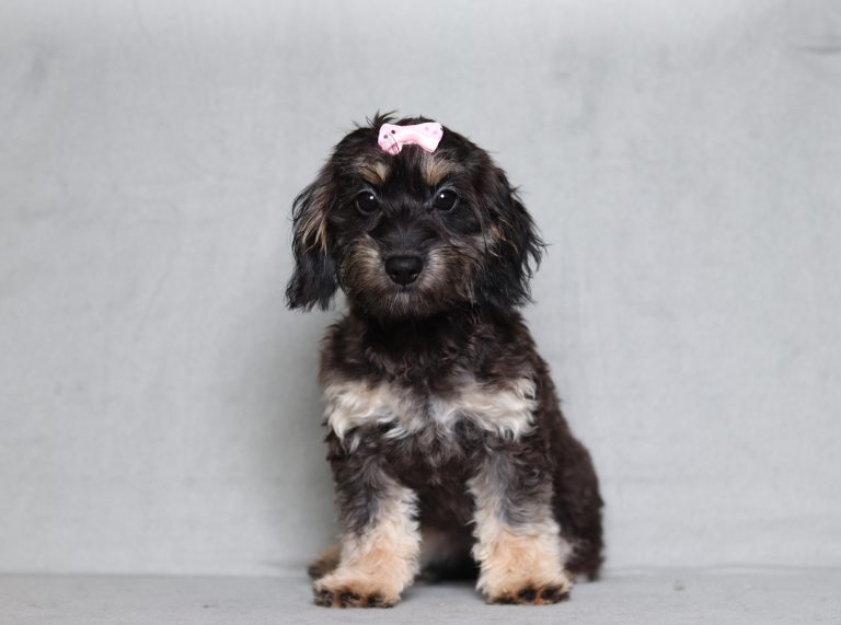 0676aaa reese the doxypoo-the puppy lodge