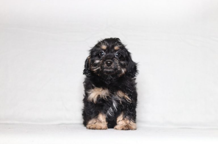0676aaa reeese the doxypoo-the puppy lodge