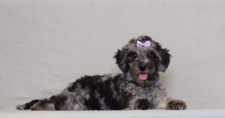 0684aa rose the doxypoo-the puppy lodge