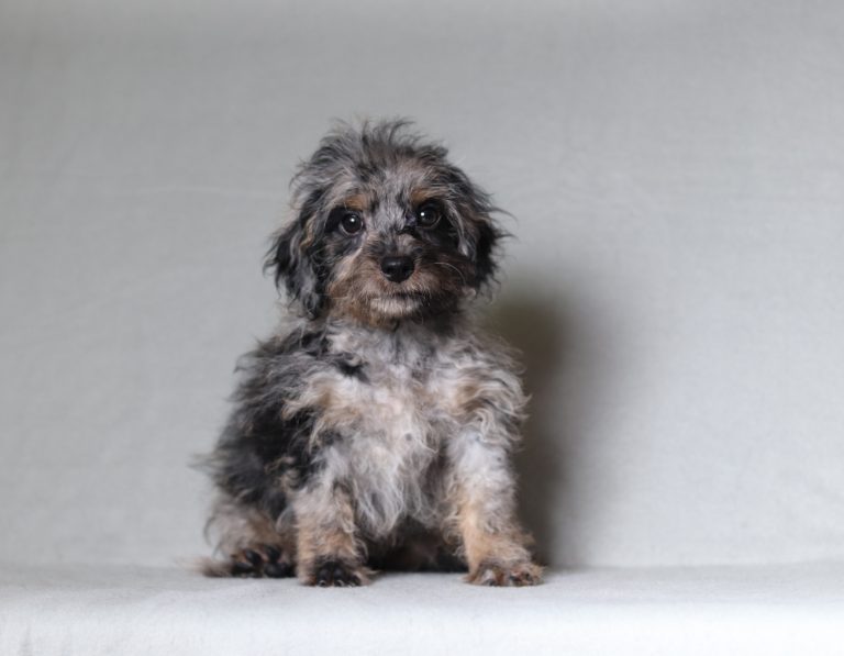 0684aaa rose the doxypoo-the puppy lodge