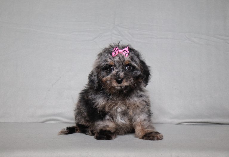 0684aa Rose the doxypoo-the puppy lodge