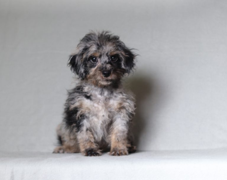 0684aaa Rose the doxypoo-the puppy lodge