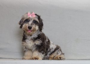 0685aaa poppy the doxypoo-the puppy lodge