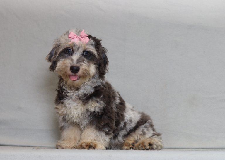 0685aaa poppy the doxypoo-the puppy lodge