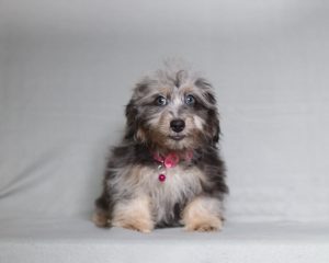 0685aa poppy the doxypoo-the puppy lodge