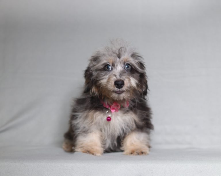 0685aa poppy the doxypoo-the puppy lodge