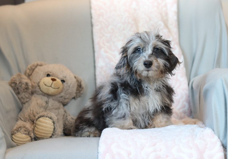 0685aaa poppy the doxypoo-the puppy lodge