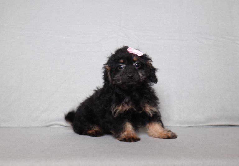 0691aaa riverlyn the doxiepoo-the puppy lodge