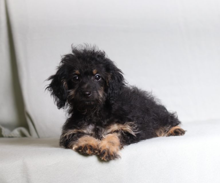 0691aaa Riverlyn the doxypoo-the puppy lodge