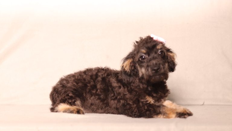0691aaa riverlyn the doxypoo-the puppy lodge