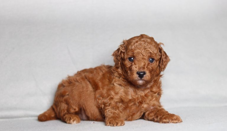 0726aaa Lincoln the mini poodle-the puppy lodge