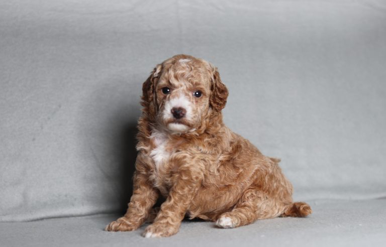 0729aaa Lindsey the mini poodle-the puppy lodge