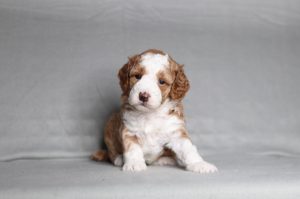 0734aaa Lundy the mini poodle-the puppy lodge