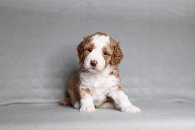 0734aaa Lundy the mini poodle-the puppy lodge