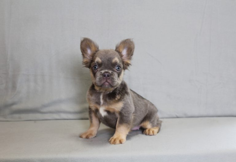 3567aa Kara the fluffy frenchie-the puppy lodge