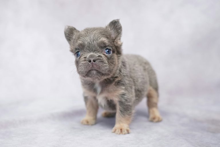 3567aKara the fluffy frenchie-the puppy lodge