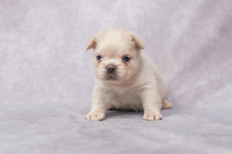 3711Frieda the fluffy frenchie-the puppy lodge