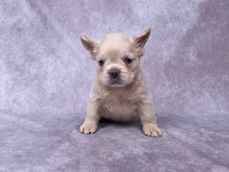 3711aa Freida the fluffy frenchie-the puppy lodge
