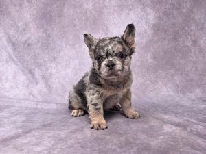 3713a Finessa the fluffy frenchie-the puppy lodge