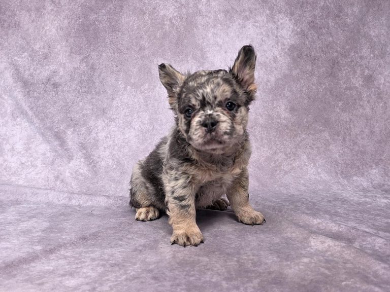 3713a Finessa the fluffy frenchie-the puppy lodge
