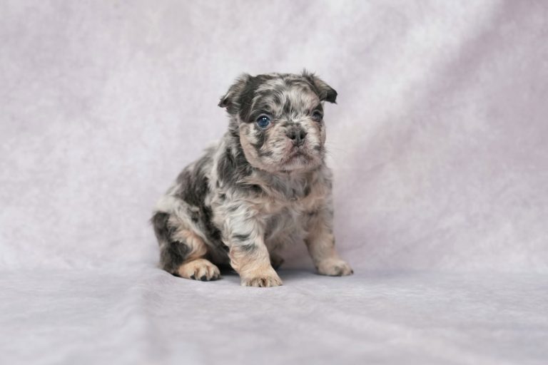 3713Finessa the fluffy frenchie-the puppy lodge