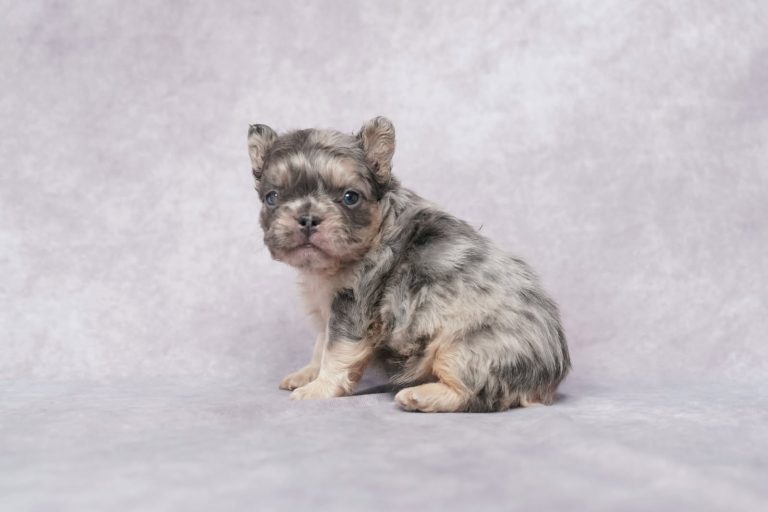 3714Falcon the fluffy frenchie-the puppy lodge