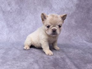3715aa Fanny the fluffy frenchie-the puppy lodge