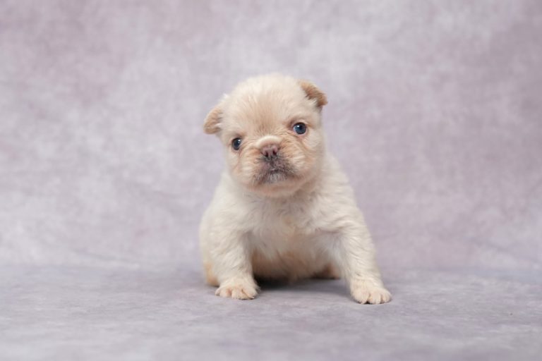 3715Fanny-the Fluffy Frenchie-the puppy lodge