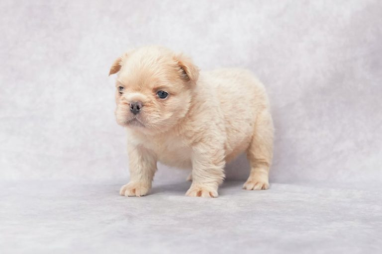 3725Forest the fluffy frenchie-the puppy lodge