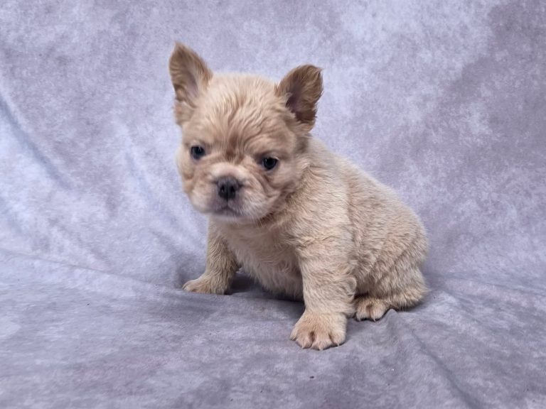 3725a Forest the fluffy frenchie-the puppy lodge